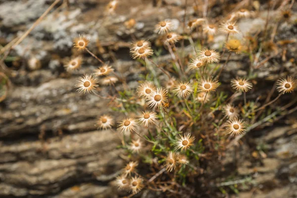 Getrocknete Blumen auf Felsen, Andros, Griechenland — Stockfoto