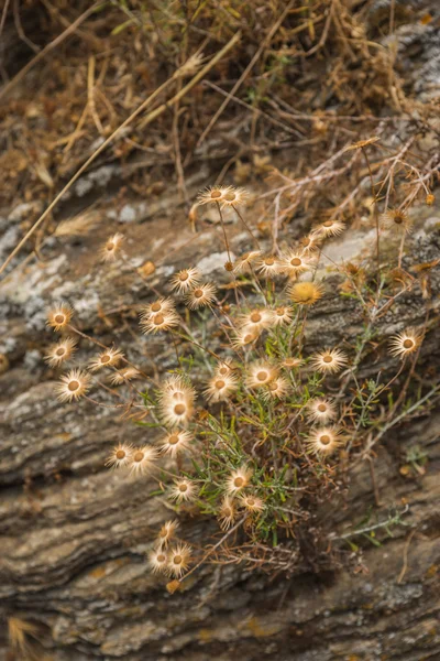 Flores secas em rochas, Andros, Grécia — Fotografia de Stock