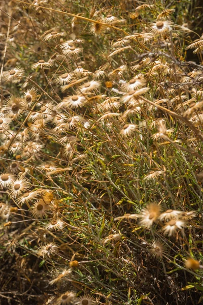 Getrocknete Blumen auf Felsen, Andros, Griechenland — Stockfoto