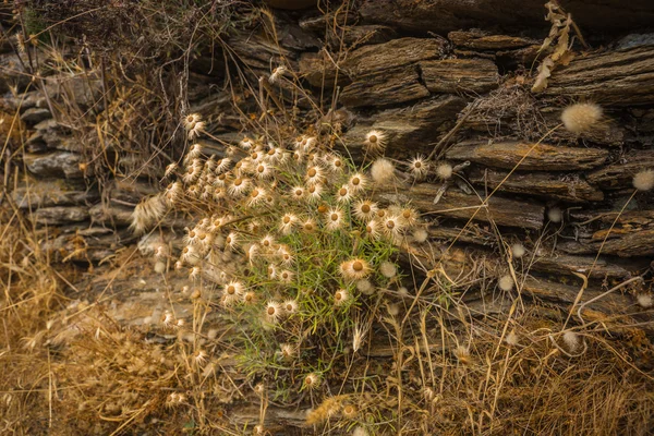 Torkade blommor på stenar, Ándros, Grekland — Stockfoto