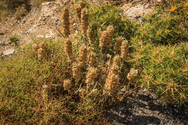 Getrocknete blumen auf felsen, andros — Stockfoto