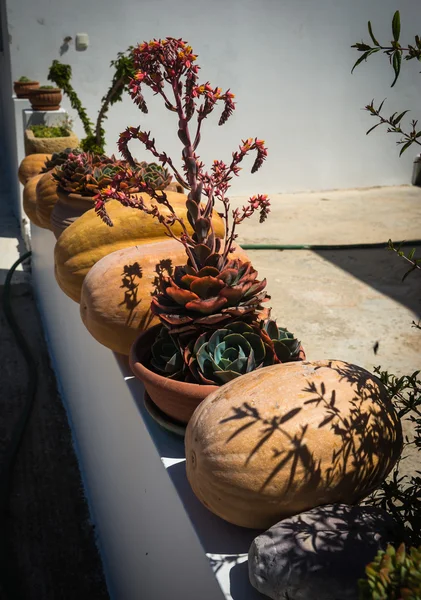 Plantes en pot et citrouilles à Kythira — Photo