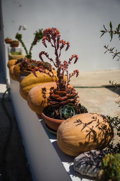 Plantes en pot et citrouilles à Kythira — Photo