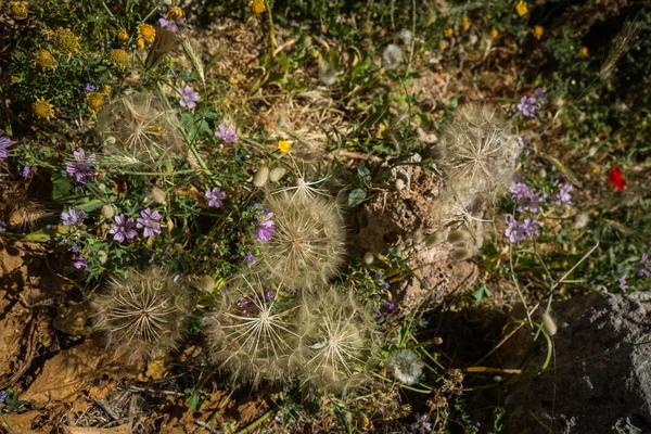 Frühlingsblumen, Kythira, Griechenland — Stockfoto