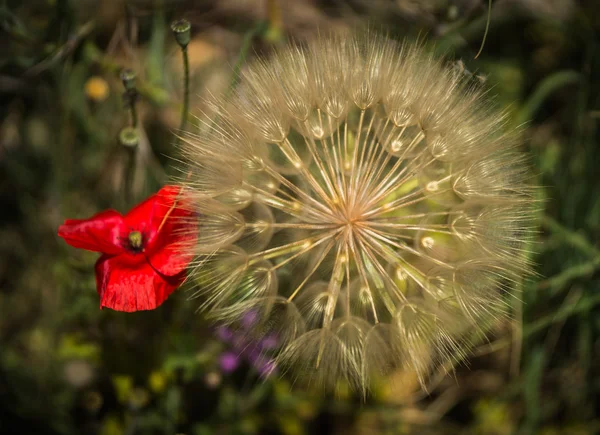 Flores da primavera, Kythira, Grécia — Fotografia de Stock