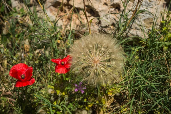 Flores da primavera, Kythira, Grécia — Fotografia de Stock