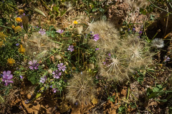 Flores da primavera, Kythira, Grécia — Fotografia de Stock