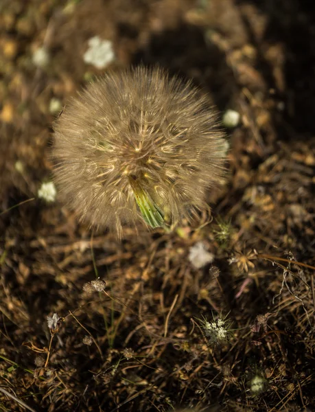 Jarní květiny, Kythira, Řecko — Stock fotografie