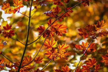 Sonbahar kırmızı ve altın akçaağaç yaprakları