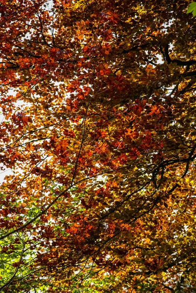 Outono folhas de bordo vermelhas e douradas — Fotografia de Stock