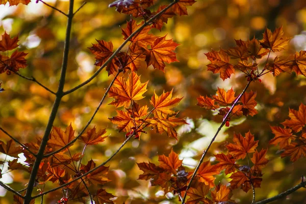 Rode en gouden maple Herfstbladeren — Stockfoto