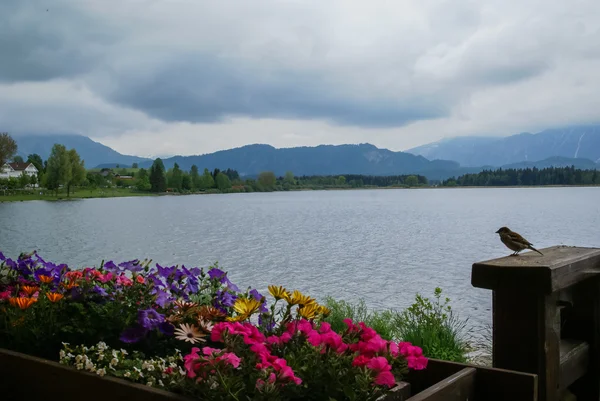 Landskap med sjö och blommor i Bayern — Stockfoto