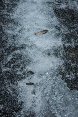Alabalık Balık su akışı