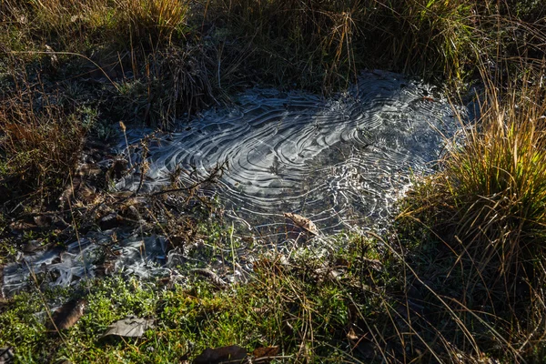 Eerste vorst op de kruiden — Stockfoto