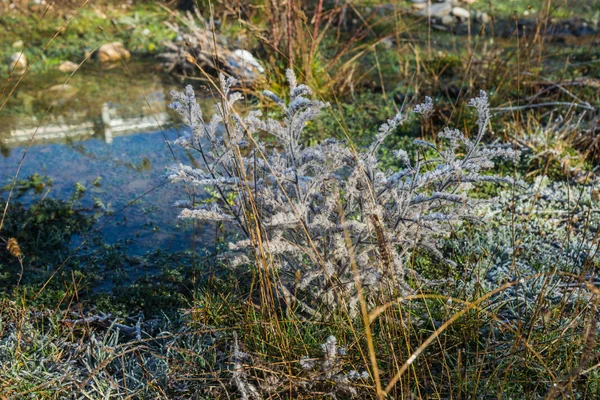 Primo gelo sulle erbe — Foto Stock