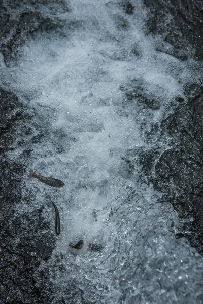 Pstruh ryba v proudu vody — Stock fotografie