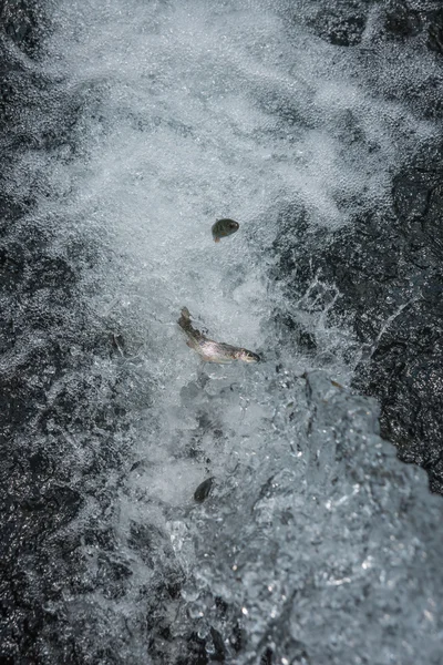 Pstruh ryba v proudu vody — Stock fotografie