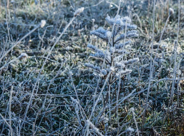 Перший Мороз на травах — стокове фото