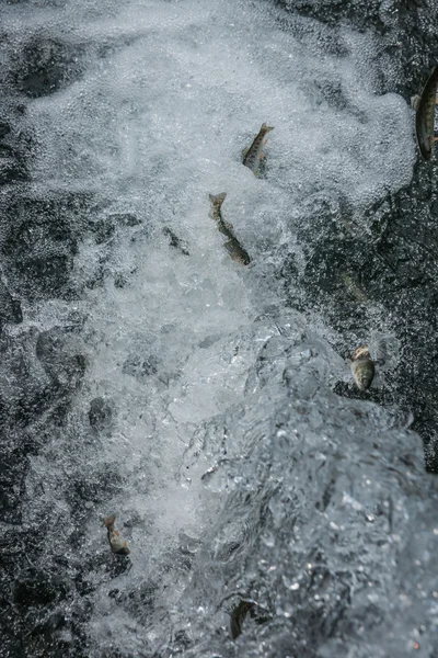 Pstruh ryba v proudu vody — Stock fotografie