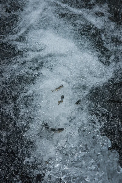 Pesce trota nel torrente d'acqua — Foto Stock