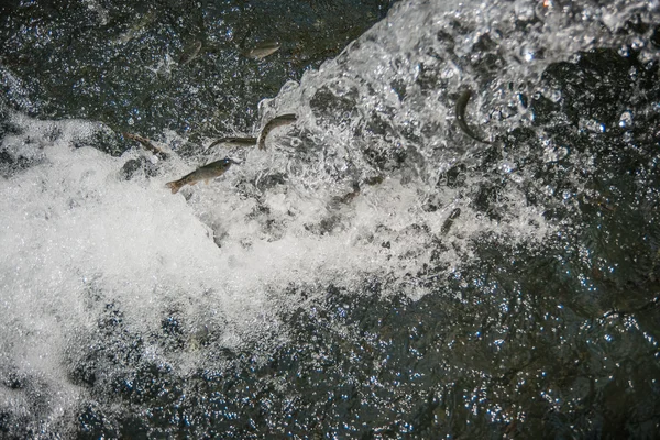 Форель в потоке воды — стоковое фото