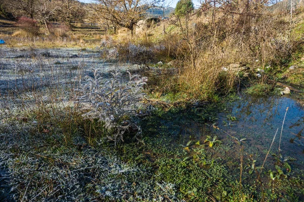 Primo gelo sulle erbe — Foto Stock
