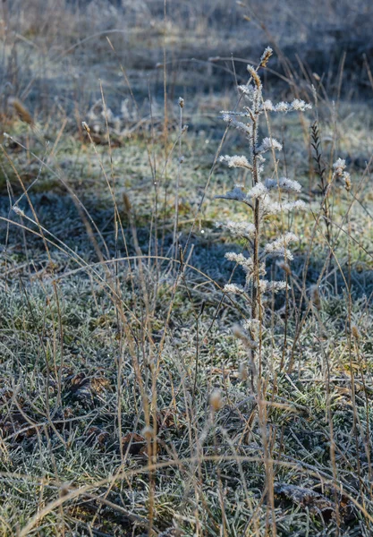 Gelo sull'erba al mattino presto — Foto Stock