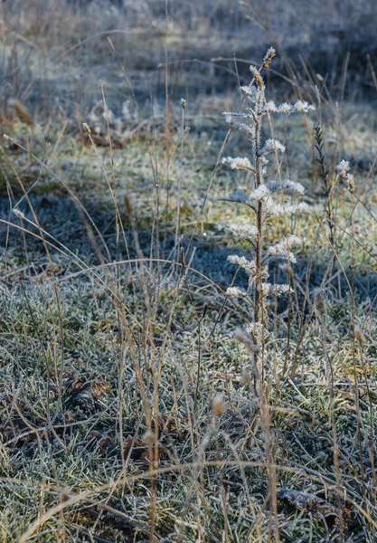 Vorst op het gras in de vroege ochtend — Stockfoto