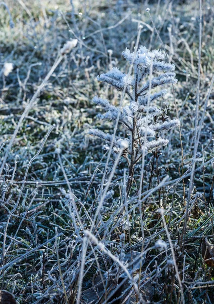 Παγετός στο γρασίδι σε νωρίς το πρωί — Φωτογραφία Αρχείου