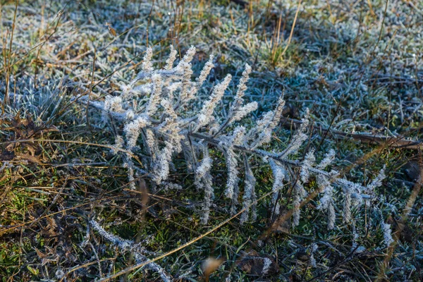 Mráz na trávě v časných ranních hodinách — Stock fotografie