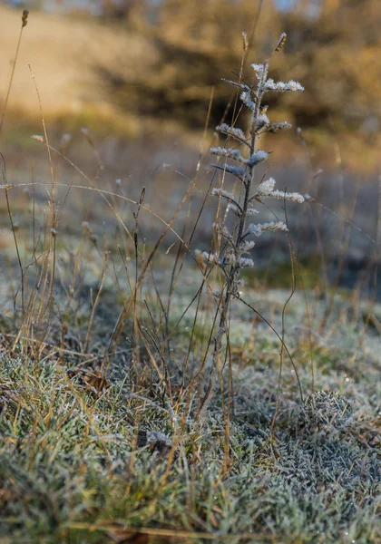 Vorst op het gras in de vroege ochtend — Stockfoto