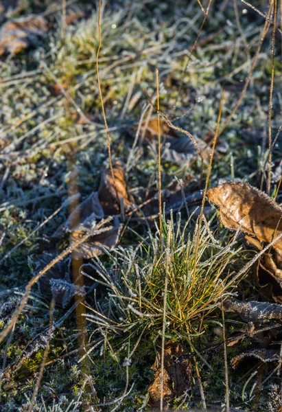 Frost på gräset i tidig morgon — Stockfoto