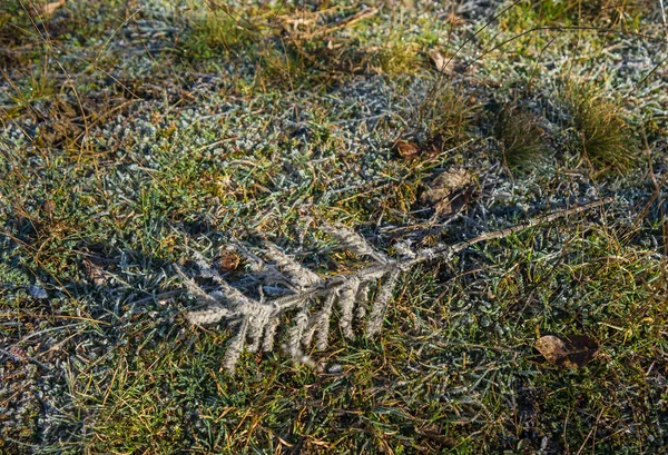 Mráz na trávě v časných ranních hodinách — Stock fotografie