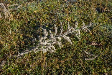 Frost erken sabah çimenlerin üzerinde