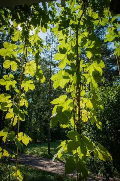 Groene bladeren van meisjesachtig druif in zon — Stockfoto