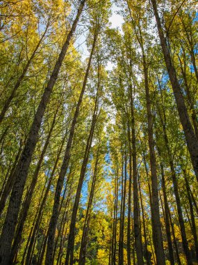 Renkli sonbahar ağaçlar orman ve güneş ışığı