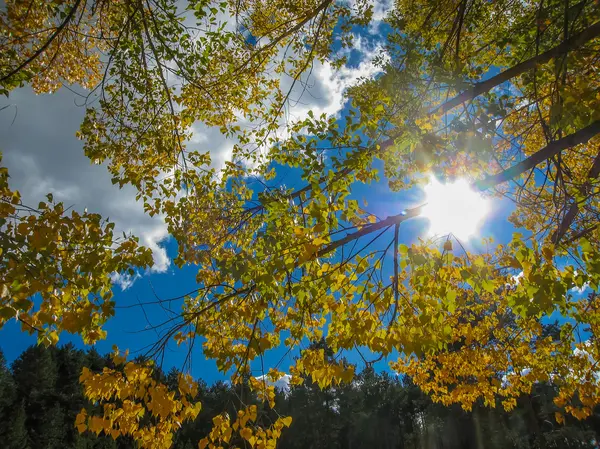 Árvores coloridas de outono na floresta e luz solar — Fotografia de Stock
