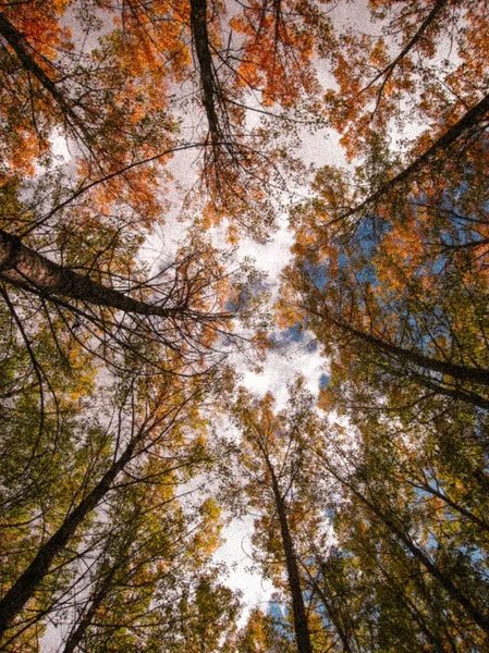 Kolorowe jesienne drzewa w lesie i światło słoneczne — Zdjęcie stockowe