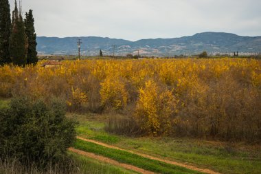 Renkli sonbahar nar grove, Livadia, Yunanistan