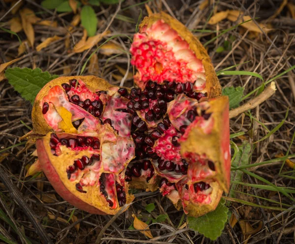 Knäckt mogen granatäpple, Livádia, Greece — Stockfoto