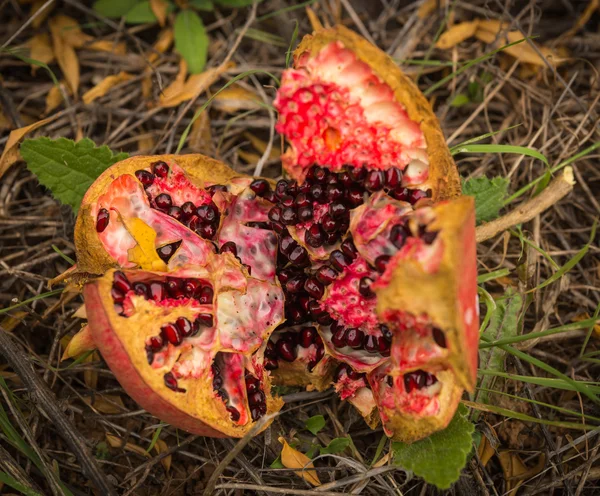 Knäckt mogen granatäpple, Livádia, Greece — Stockfoto