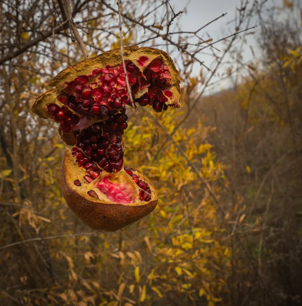 Knäckt mogen granatäpple, Livádia, Greece — Stockfoto