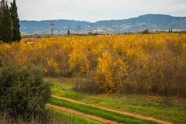 Kleurrijke herfst granaatappel grove, Livadia, Griekenland — Stockfoto