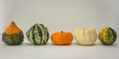 Dekoratif renkli mini kabaklar