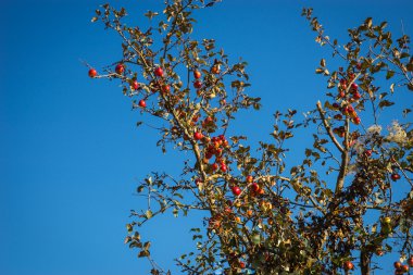 Elma ağacı dalları üzerinde