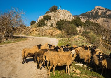 Koyun sürüsü bir dağ yolda