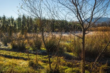 Frost sabahın erken saatlerinde çimenlerin üzerinde