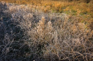 Frost sabahın erken saatlerinde çimenlerin üzerinde