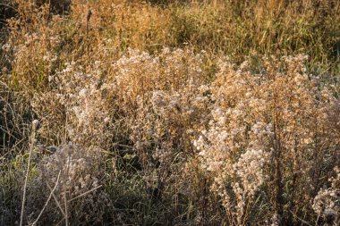 Frost sabahın erken saatlerinde çimenlerin üzerinde