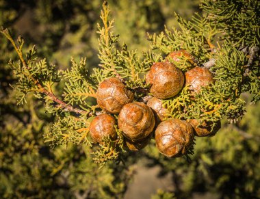 Bunch of cones on a branch of cypress clipart